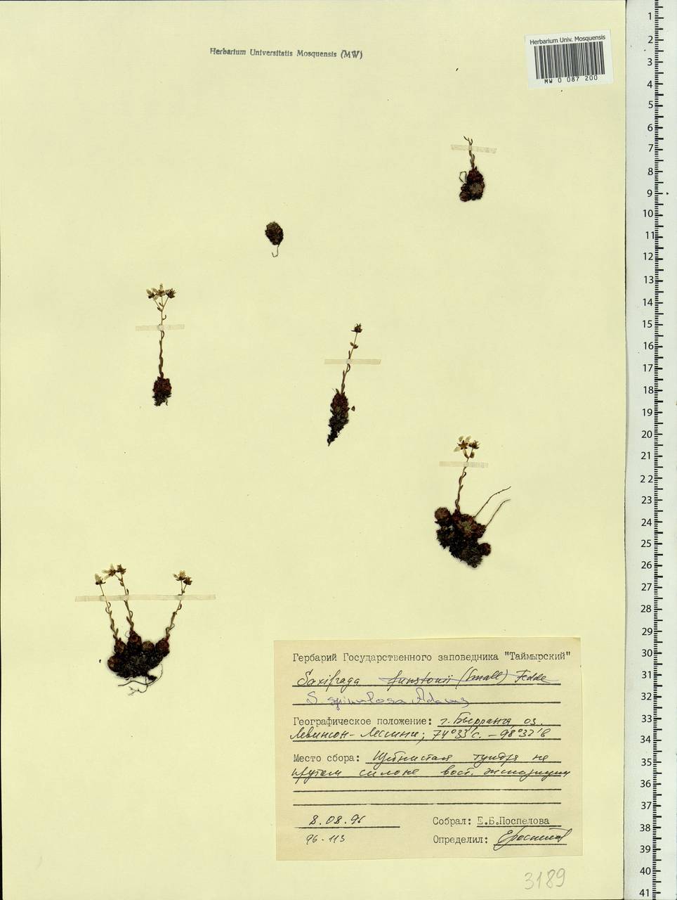 Saxifraga bronchialis subsp. bronchialis, Siberia, Central Siberia (S3) (Russia)