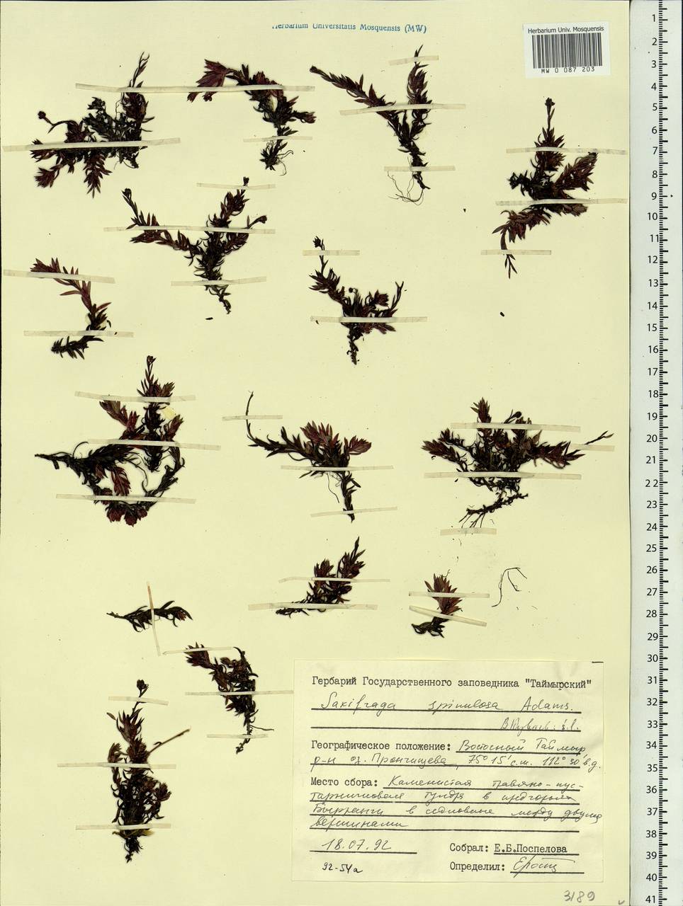 Saxifraga bronchialis subsp. bronchialis, Siberia, Central Siberia (S3) (Russia)