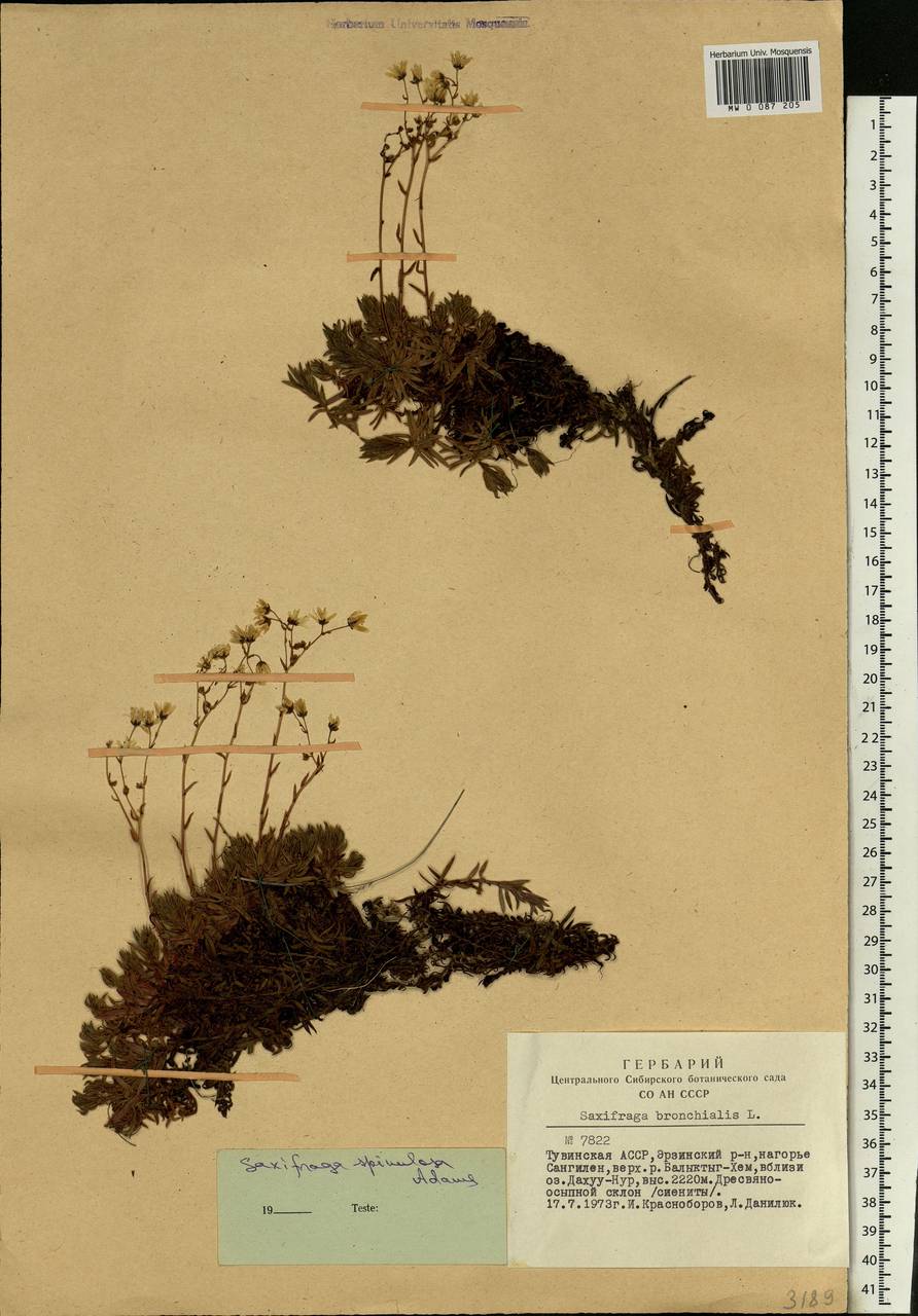 Saxifraga bronchialis subsp. bronchialis, Siberia, Altai & Sayany Mountains (S2) (Russia)