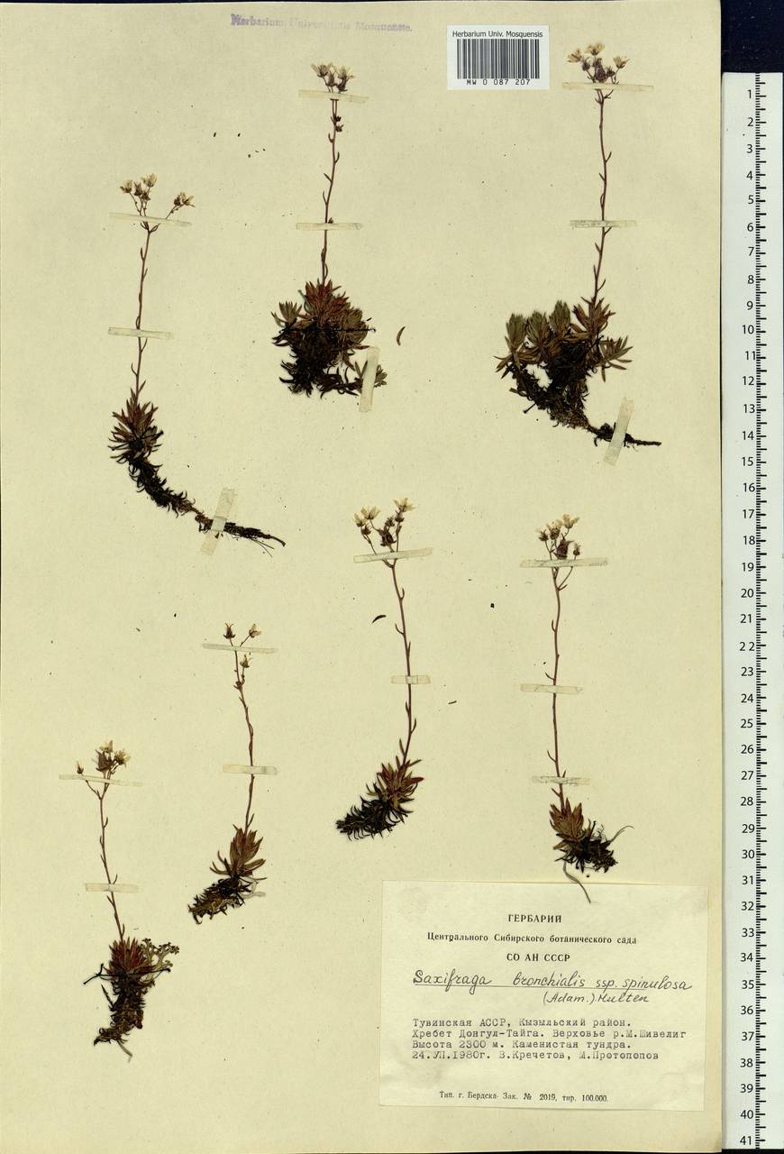 Saxifraga bronchialis subsp. bronchialis, Siberia, Altai & Sayany Mountains (S2) (Russia)