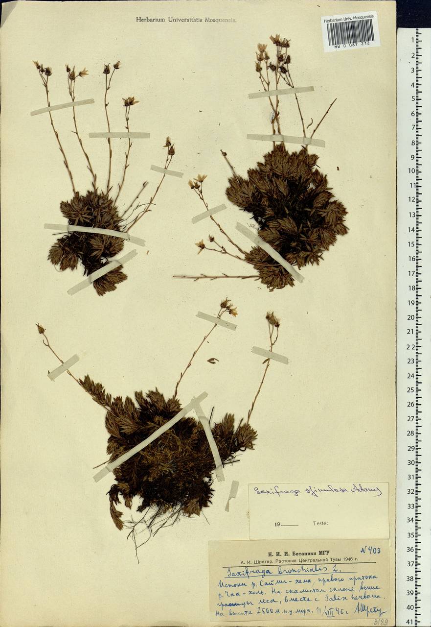 Saxifraga bronchialis subsp. bronchialis, Siberia, Altai & Sayany Mountains (S2) (Russia)