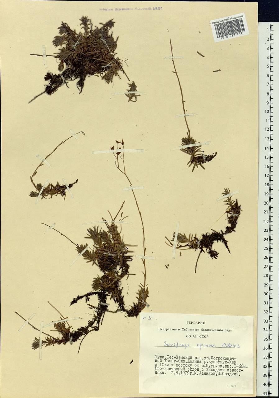 Saxifraga bronchialis subsp. bronchialis, Siberia, Altai & Sayany Mountains (S2) (Russia)