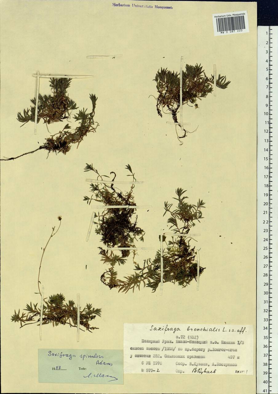 Saxifraga bronchialis subsp. bronchialis, Siberia, Western Siberia (S1) (Russia)