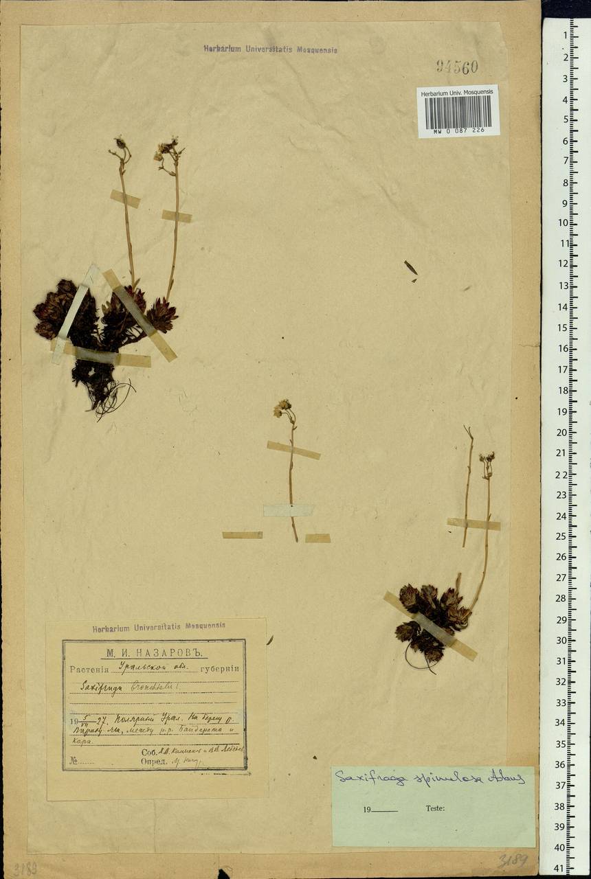 Saxifraga bronchialis subsp. bronchialis, Siberia, Western Siberia (S1) (Russia)