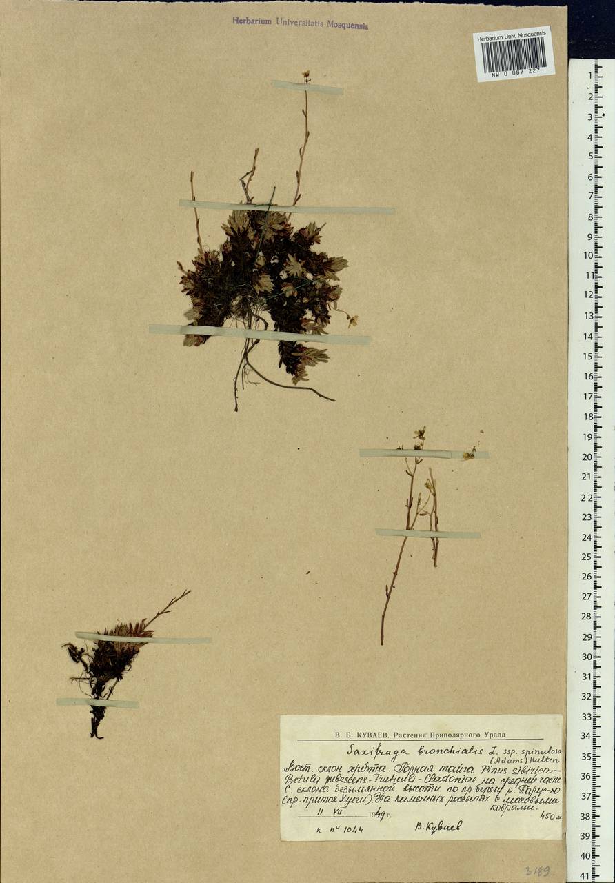 Saxifraga bronchialis subsp. bronchialis, Siberia, Western Siberia (S1) (Russia)