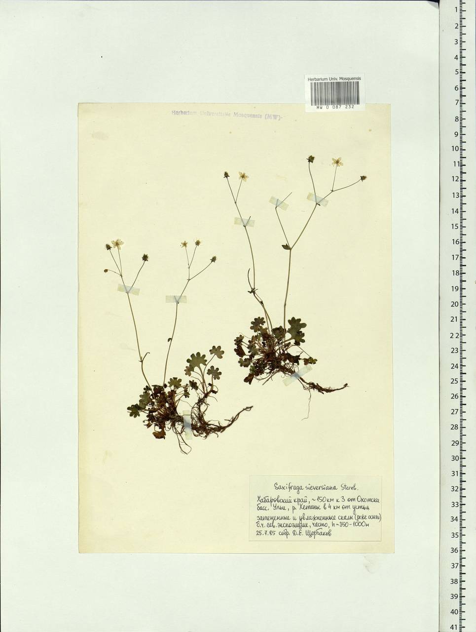 Saxifraga sieversiana Sternb., Siberia, Russian Far East (S6) (Russia)