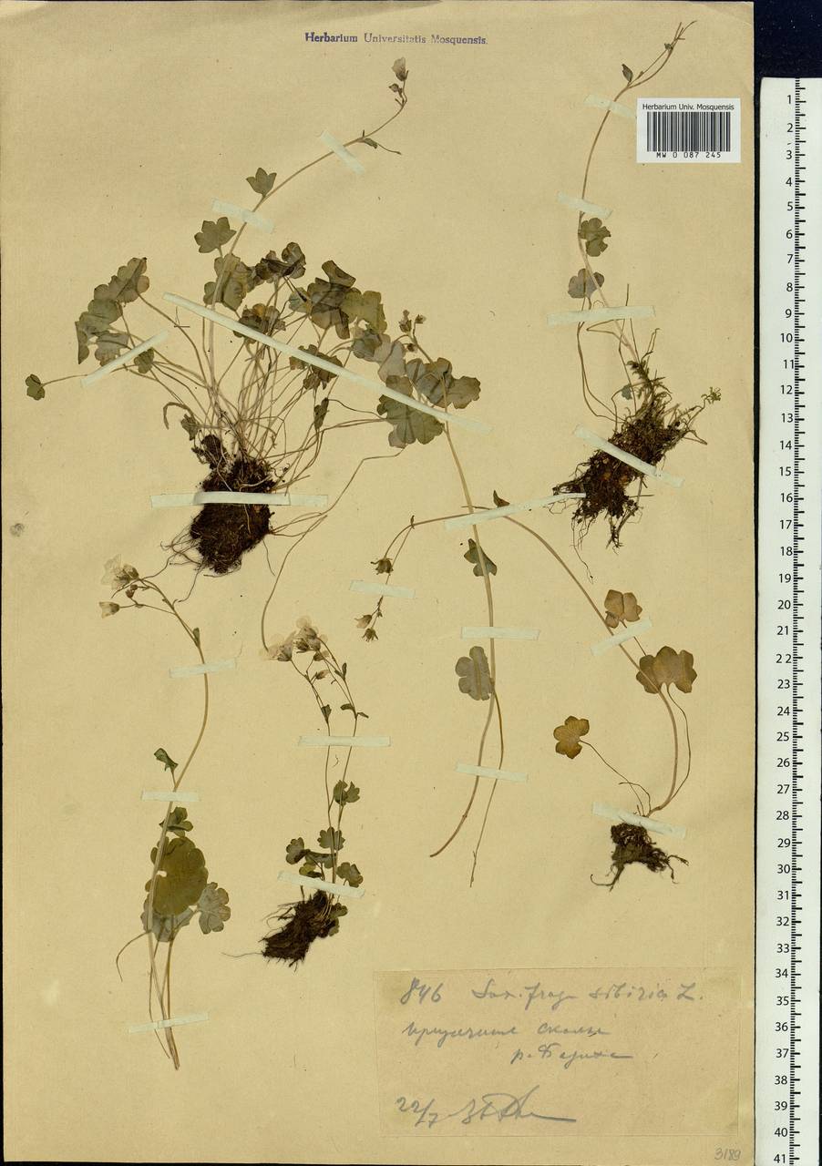 Saxifraga sibirica L., Siberia, Western (Kazakhstan) Altai Mountains (S2a) (Kazakhstan)