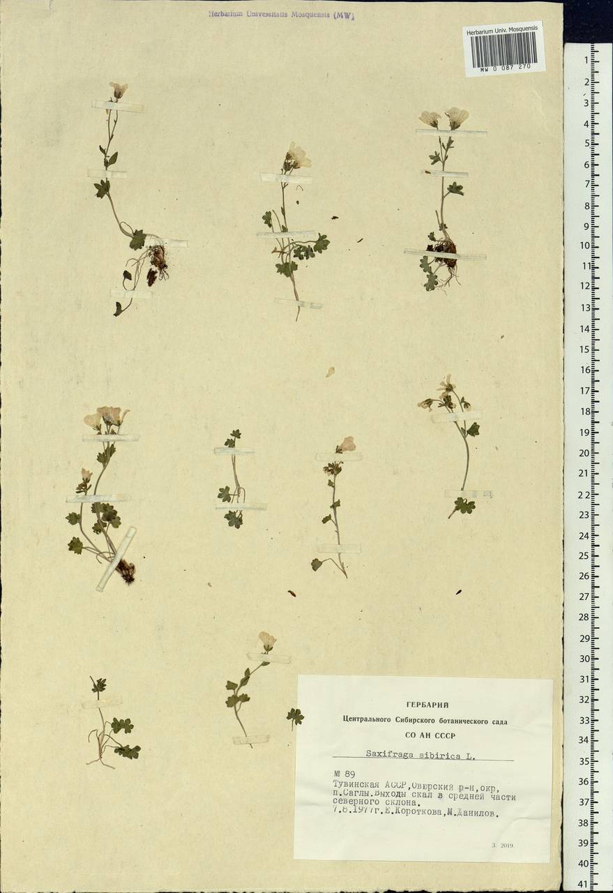 Saxifraga sibirica L., Siberia, Altai & Sayany Mountains (S2) (Russia)