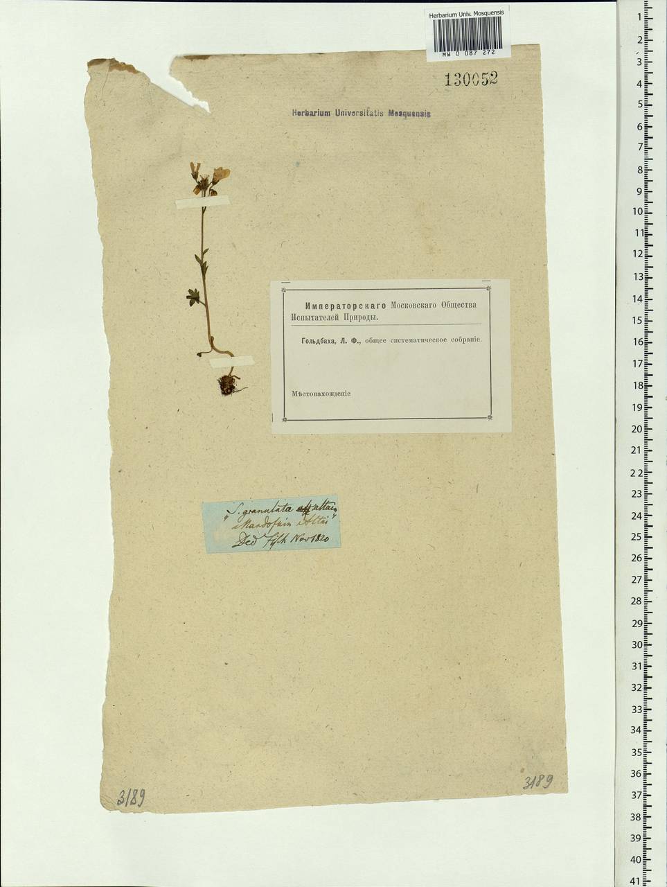 Saxifraga sibirica L., Siberia, Altai & Sayany Mountains (S2) (Russia)