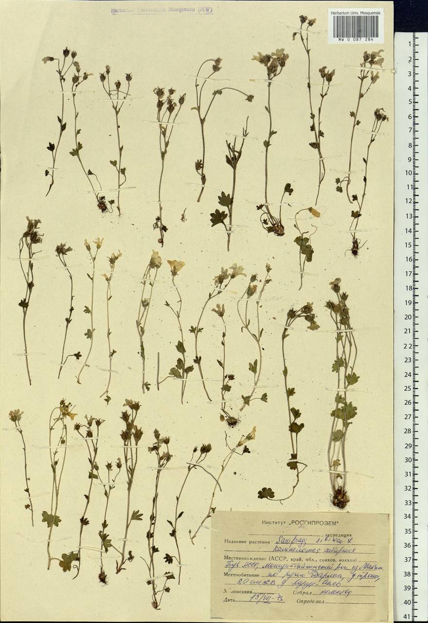 Saxifraga sibirica L., Siberia, Altai & Sayany Mountains (S2) (Russia)