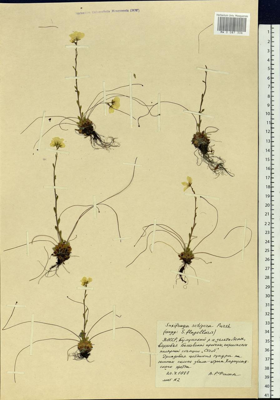 Saxifraga flagellaris subsp. setigera (Pursh) Tolm., Siberia, Yakutia (S5) (Russia)