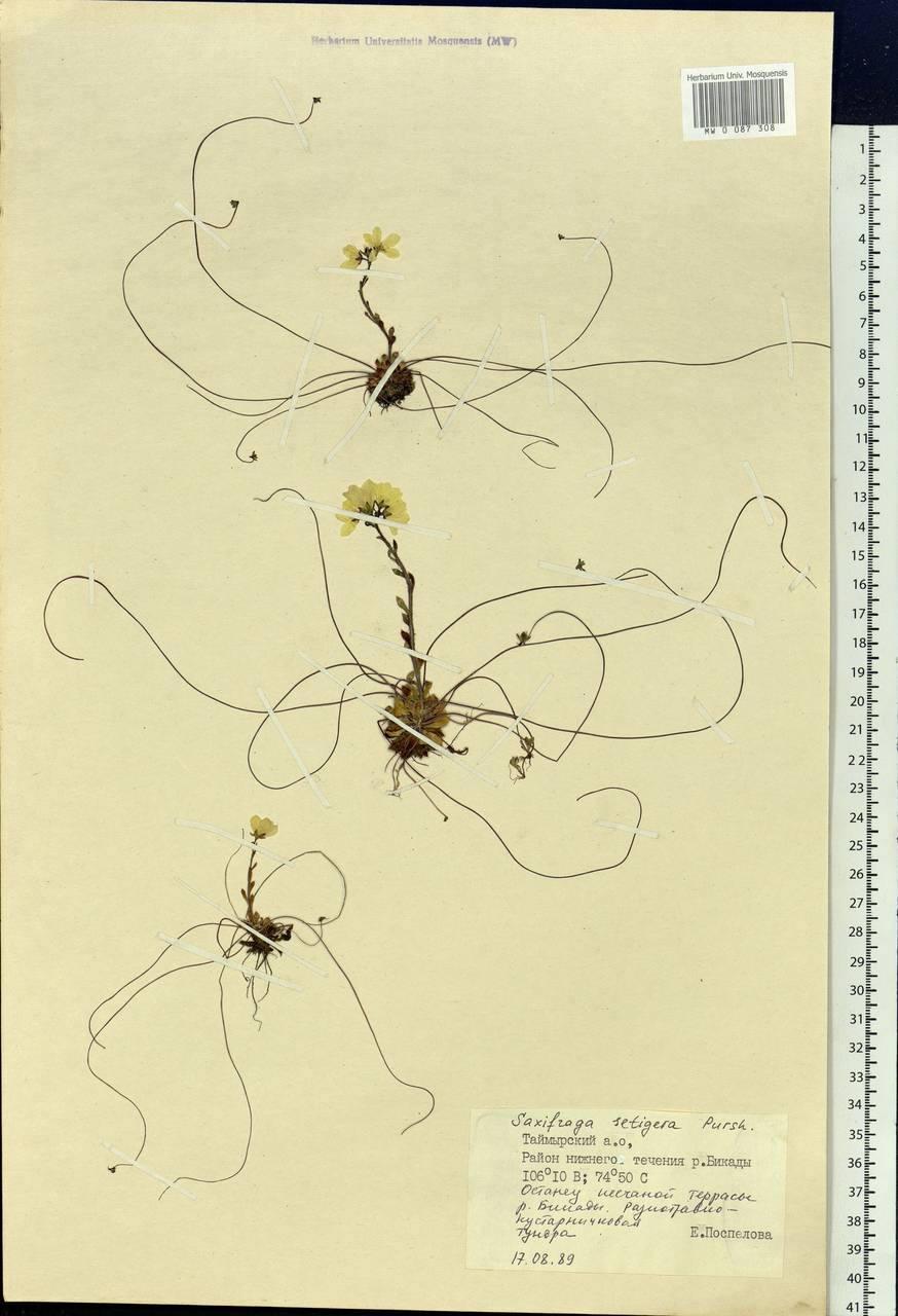 Saxifraga flagellaris subsp. setigera (Pursh) Tolm., Siberia, Central Siberia (S3) (Russia)