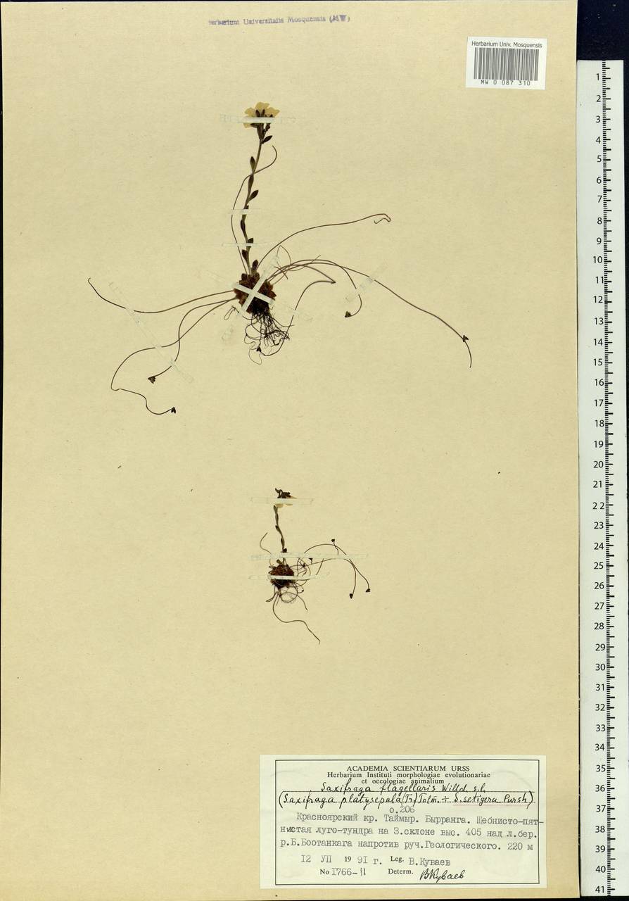 Saxifraga flagellaris subsp. setigera (Pursh) Tolm., Siberia, Central Siberia (S3) (Russia)