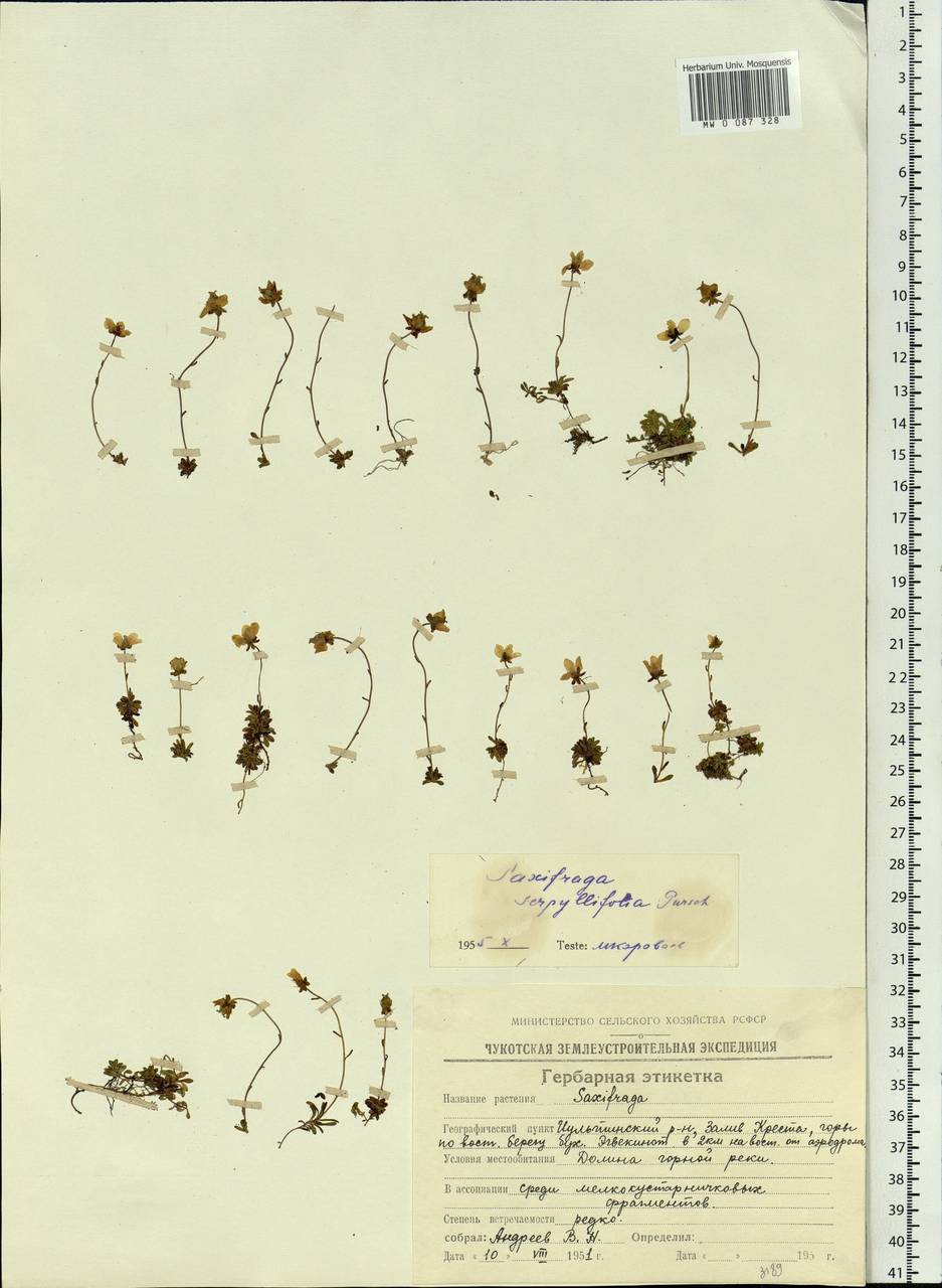 Saxifraga serpyllifolia Pursh, Siberia, Chukotka & Kamchatka (S7) (Russia)
