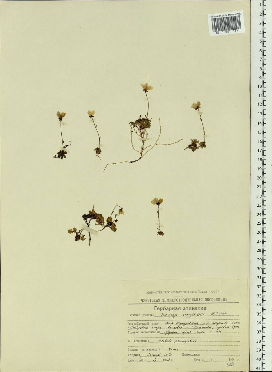 Saxifraga serpyllifolia, Siberia, Chukotka & Kamchatka (S7) (Russia)