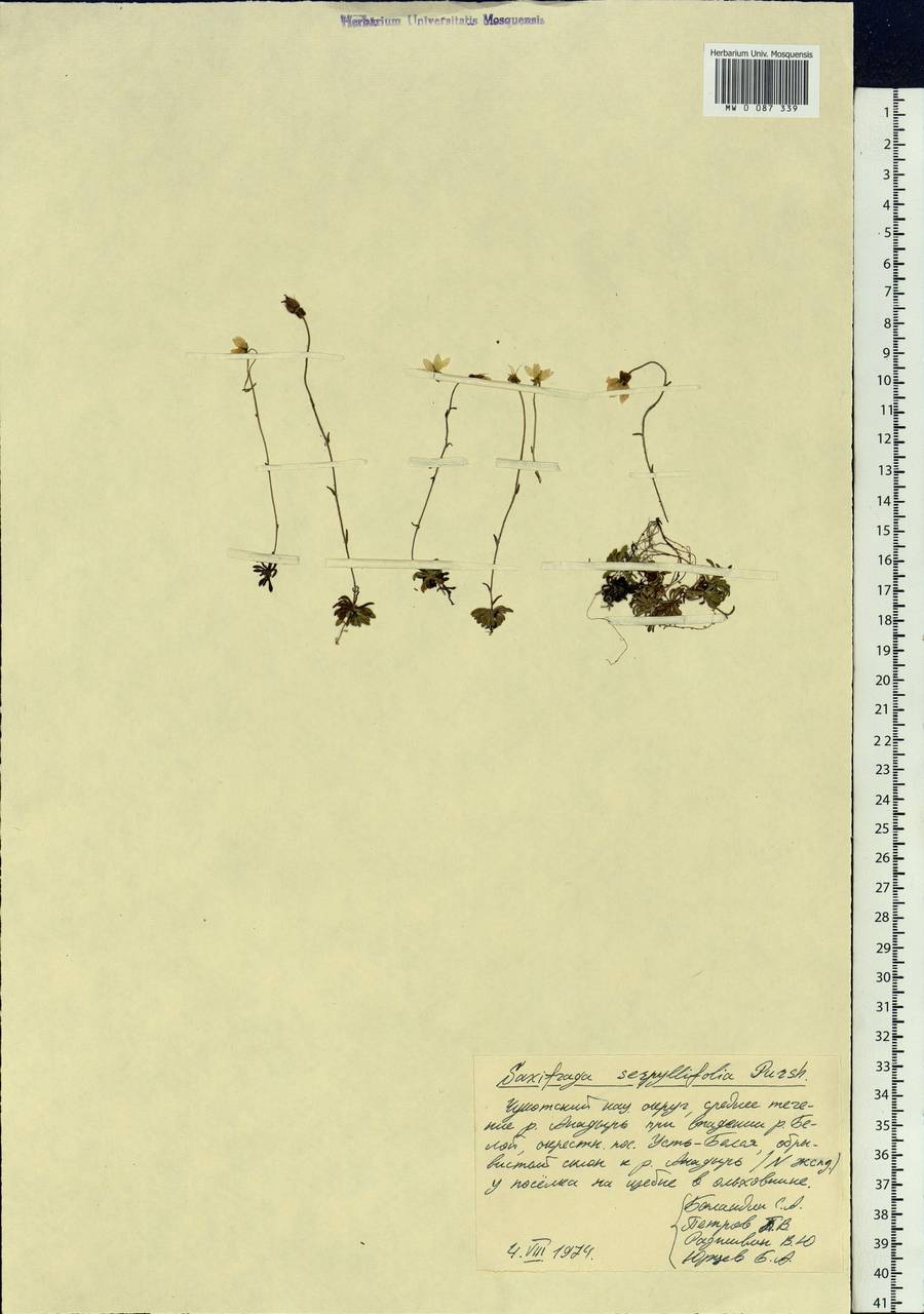 Saxifraga serpyllifolia, Siberia, Chukotka & Kamchatka (S7) (Russia)