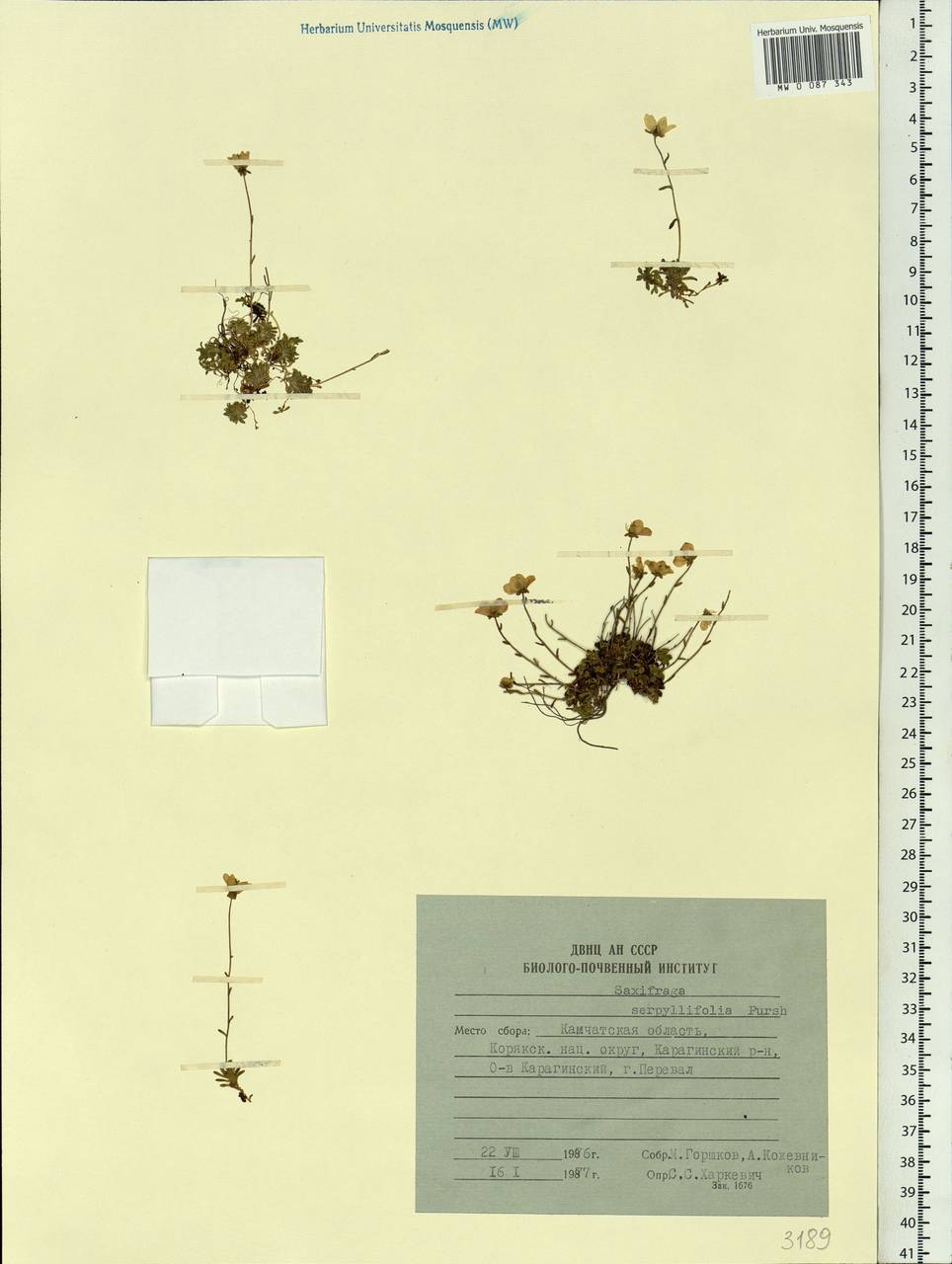 Saxifraga serpyllifolia, Siberia, Chukotka & Kamchatka (S7) (Russia)