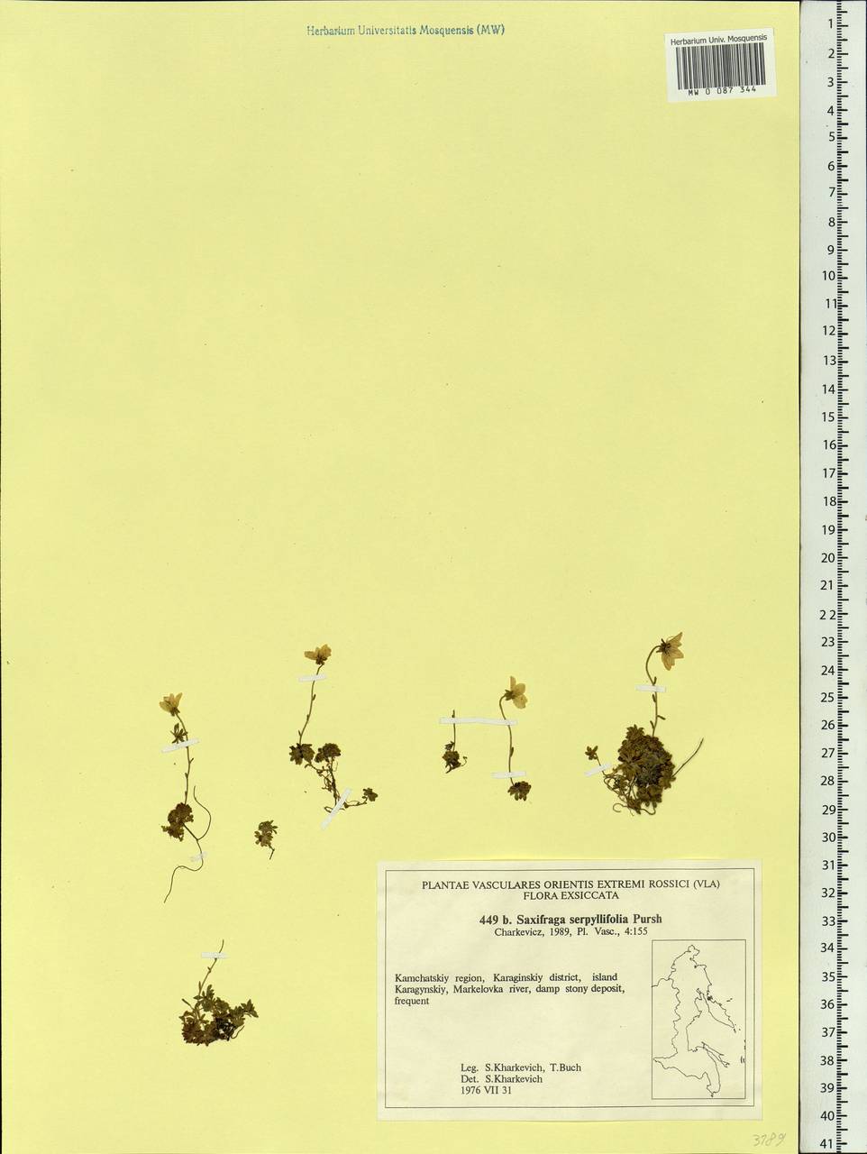 Saxifraga serpyllifolia Pursh, Siberia, Chukotka & Kamchatka (S7) (Russia)