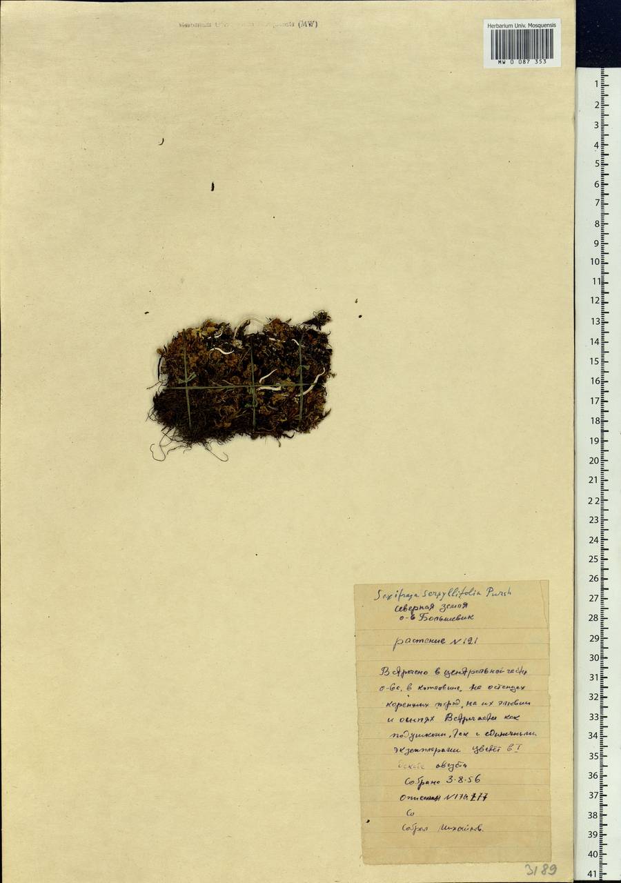 Saxifraga serpyllifolia, Siberia, Central Siberia (S3) (Russia)
