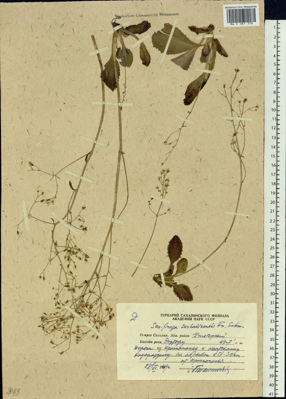 Micranthes sachalinensis (F.Schmidt) S.Akiyama & H.Ohba, Siberia, Russian Far East (S6) (Russia)