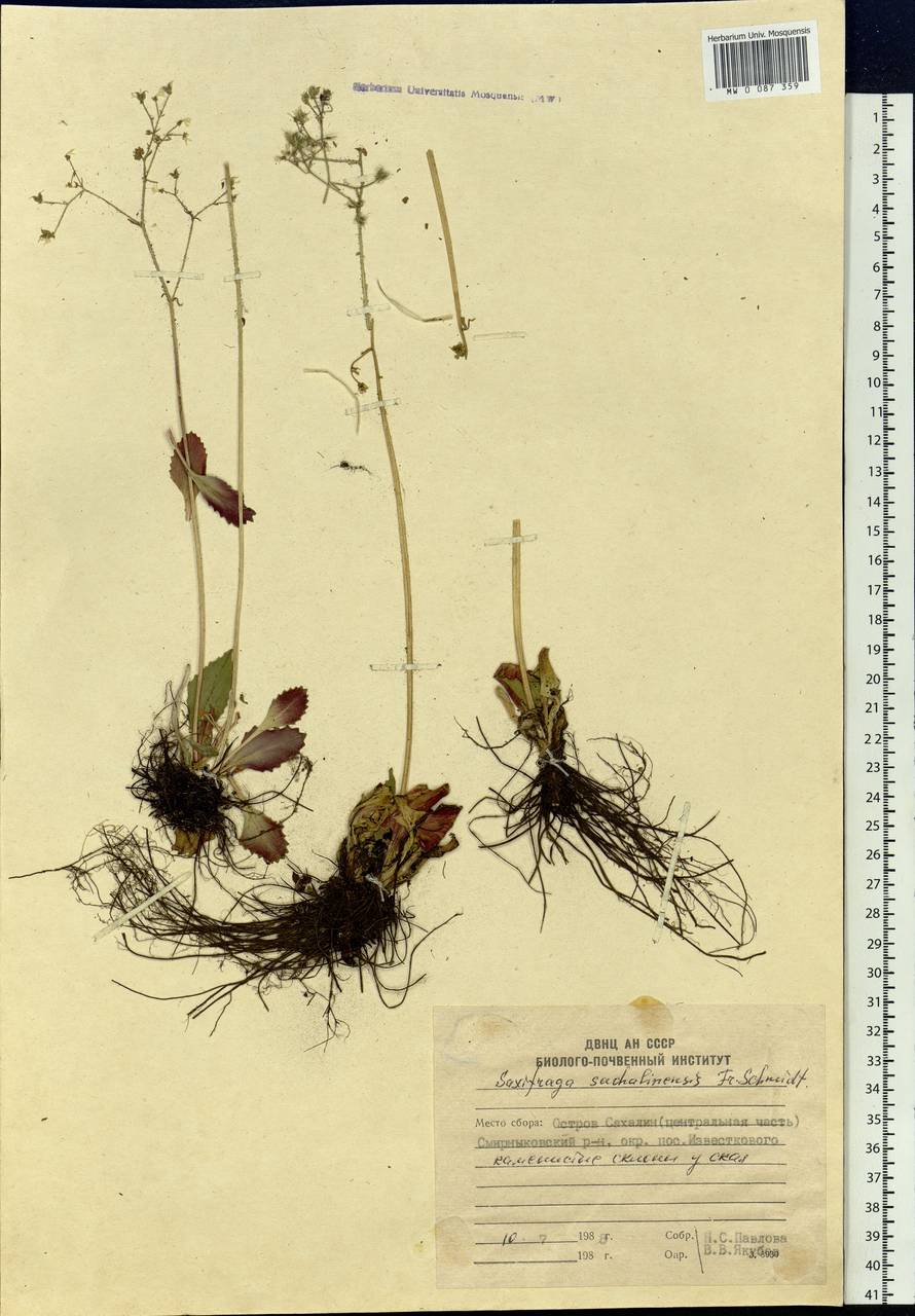 Micranthes sachalinensis (F. Schmidt) S. Akiyama & H. Ohba, Siberia, Russian Far East (S6) (Russia)