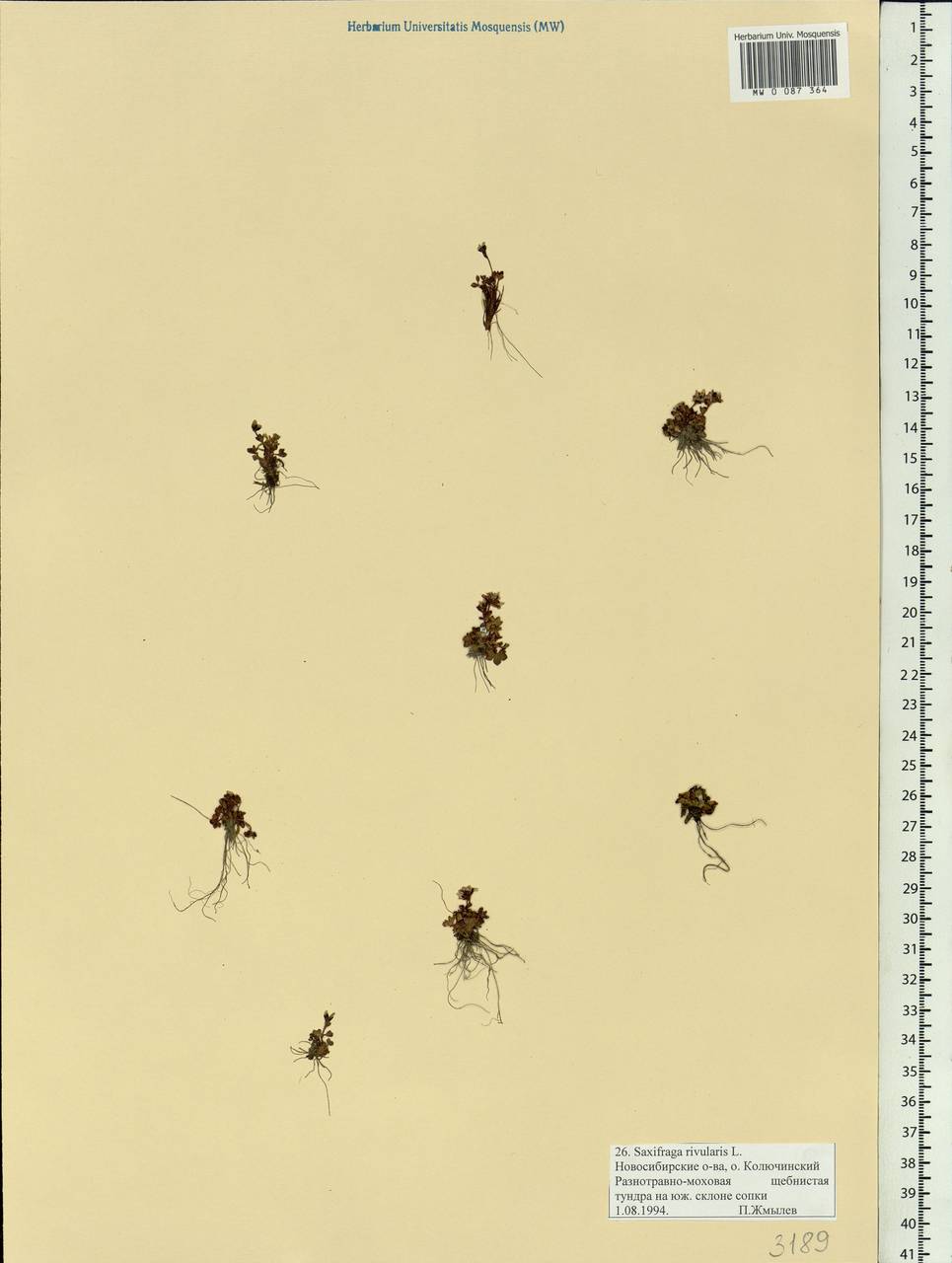 Saxifraga rivularis L., Siberia, Yakutia (S5) (Russia)