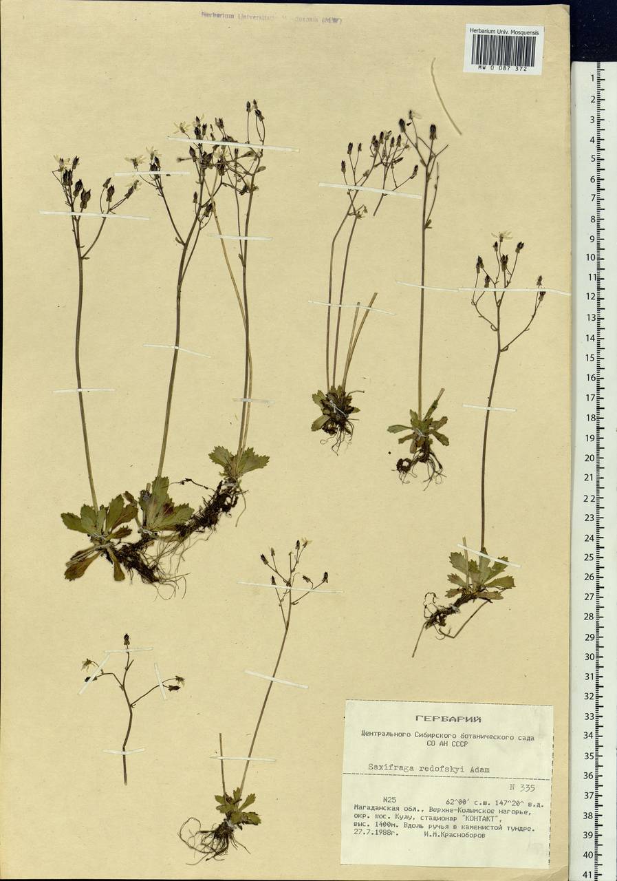 Micranthes redofskyi (Adams) Elven & D.F.Murray, Siberia, Chukotka & Kamchatka (S7) (Russia)