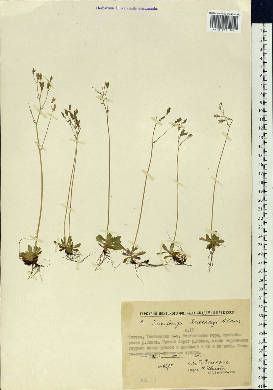 Micranthes redofskyi (Adams) Elven & D.F.Murray, Siberia, Yakutia (S5) (Russia)