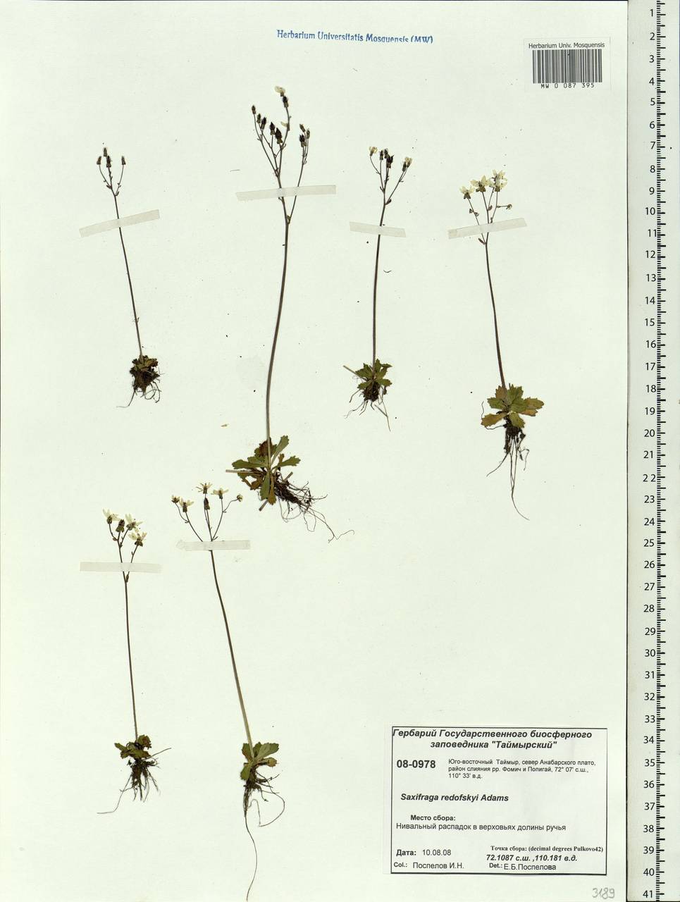 Micranthes redofskyi (Adams) Elven & D. F. Murray, Siberia, Central Siberia (S3) (Russia)