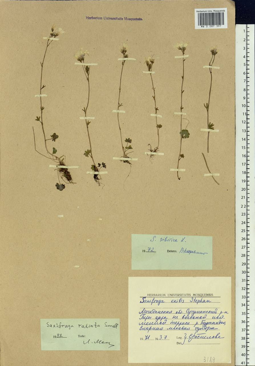 Saxifraga sibirica L., Siberia, Chukotka & Kamchatka (S7) (Russia)