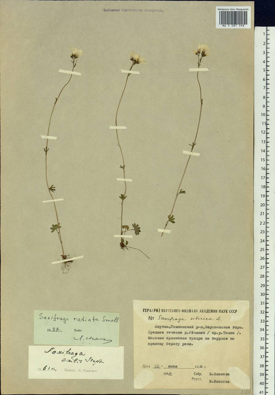 Saxifraga sibirica L., Siberia, Yakutia (S5) (Russia)