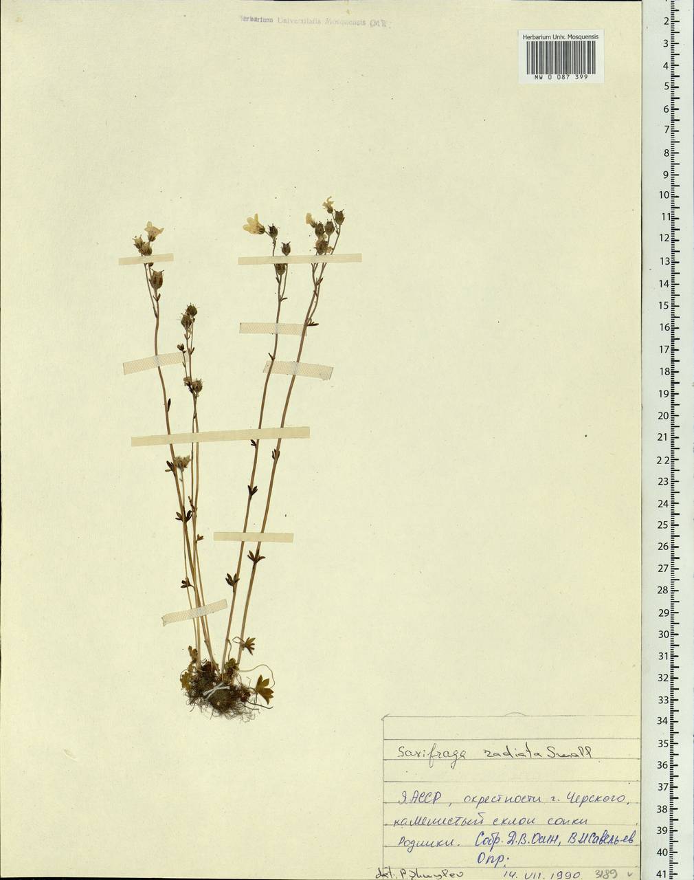 Saxifraga sibirica L., Siberia, Yakutia (S5) (Russia)