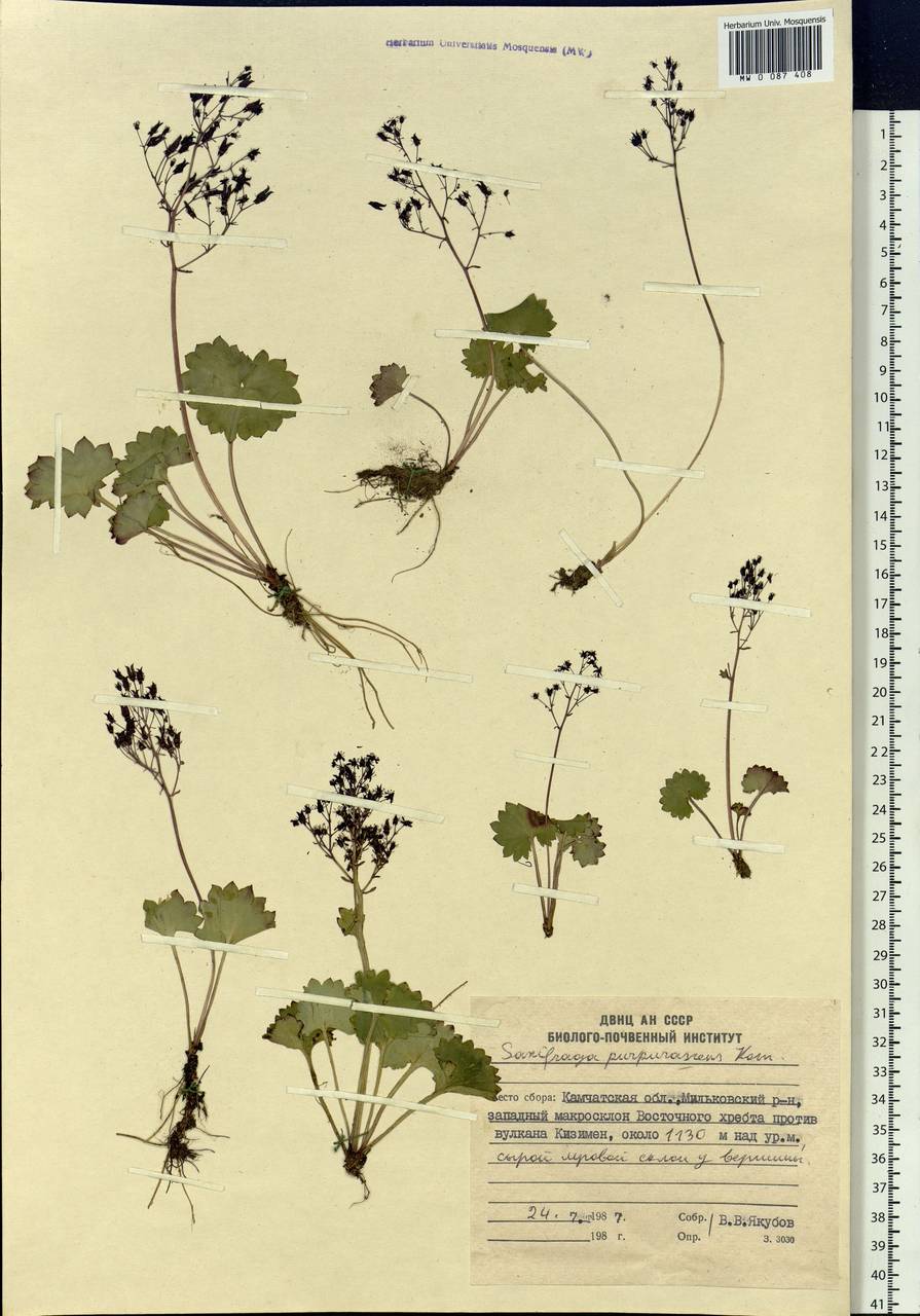 Micranthes purpurascens (Kom.) Kom., Siberia, Chukotka & Kamchatka (S7) (Russia)