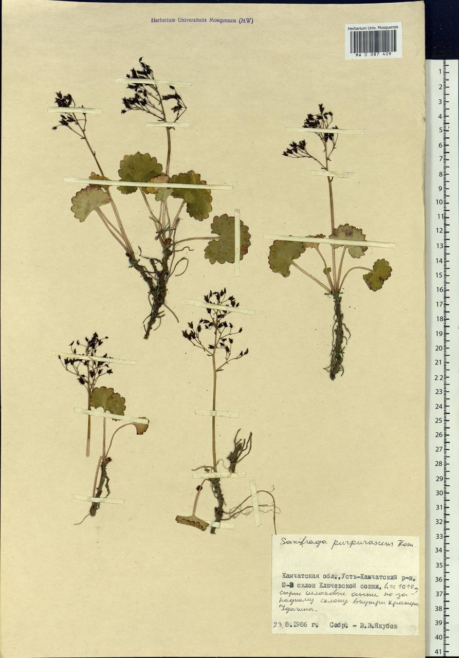 Micranthes purpurascens (Komarov) Komarov, Siberia, Chukotka & Kamchatka (S7) (Russia)