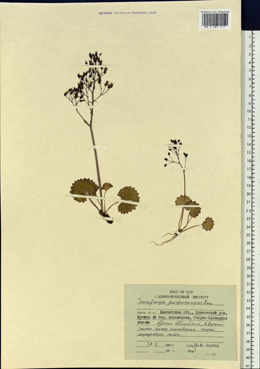 Micranthes purpurascens (Komarov) Komarov, Siberia, Chukotka & Kamchatka (S7) (Russia)