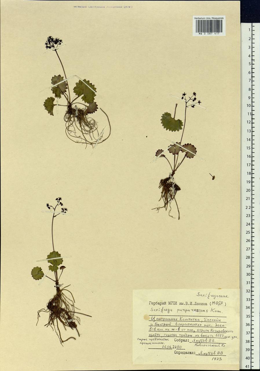 Micranthes purpurascens (Komarov) Komarov, Siberia, Chukotka & Kamchatka (S7) (Russia)