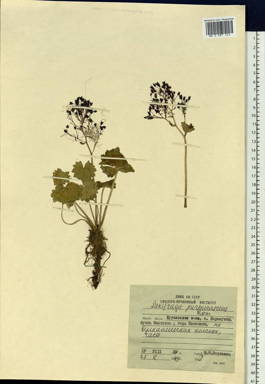 Micranthes purpurascens (Kom.) Kom., Siberia, Russian Far East (S6) (Russia)