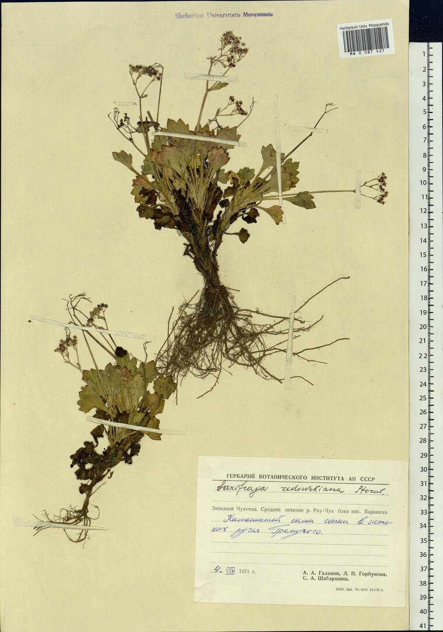 Micranthes punctata (L.) Losinsk., Siberia, Chukotka & Kamchatka (S7) (Russia)