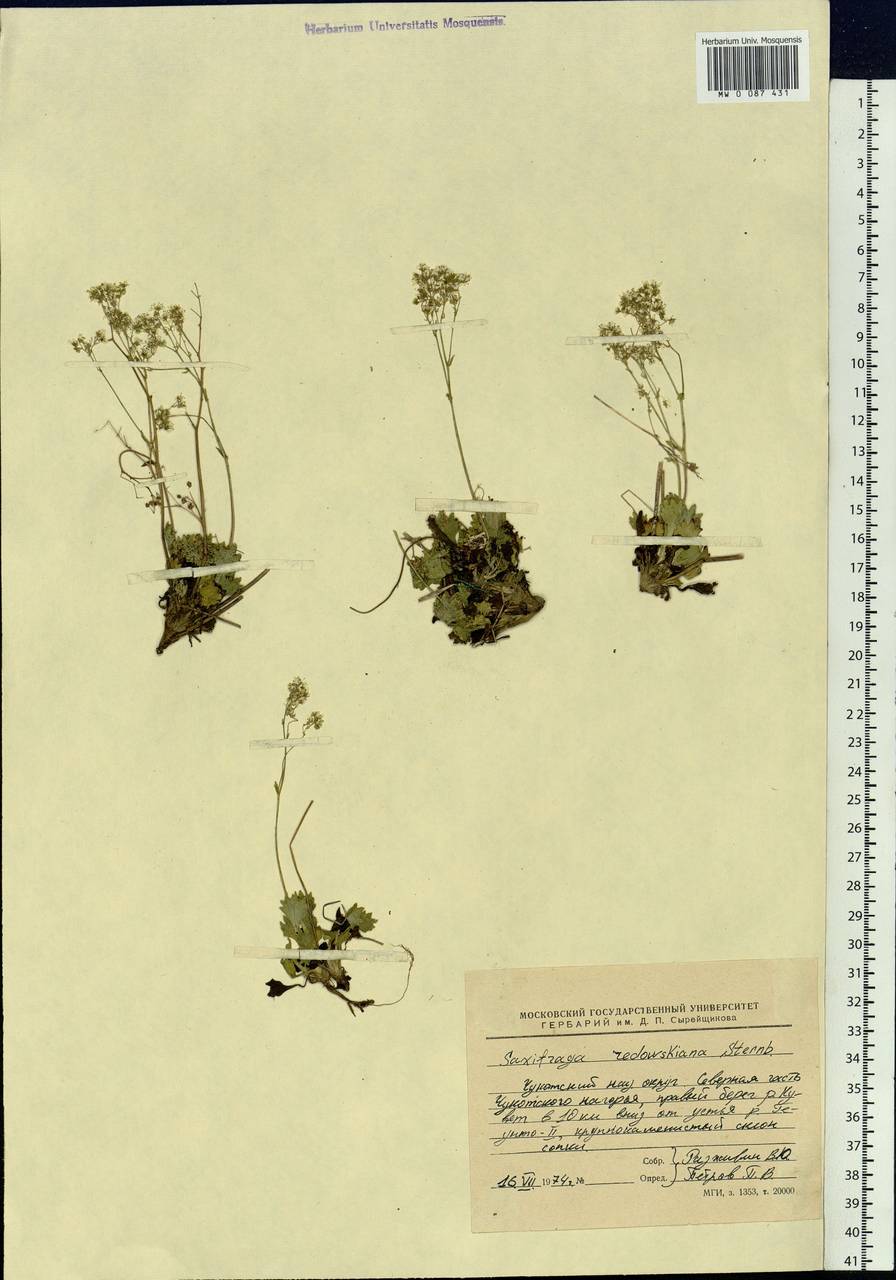 Micranthes punctata (L.) Losinsk., Siberia, Chukotka & Kamchatka (S7) (Russia)