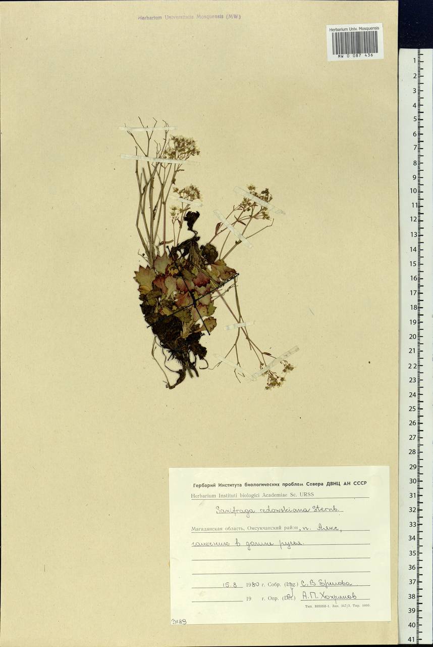 Micranthes punctata (L.) Losinsk., Siberia, Chukotka & Kamchatka (S7) (Russia)