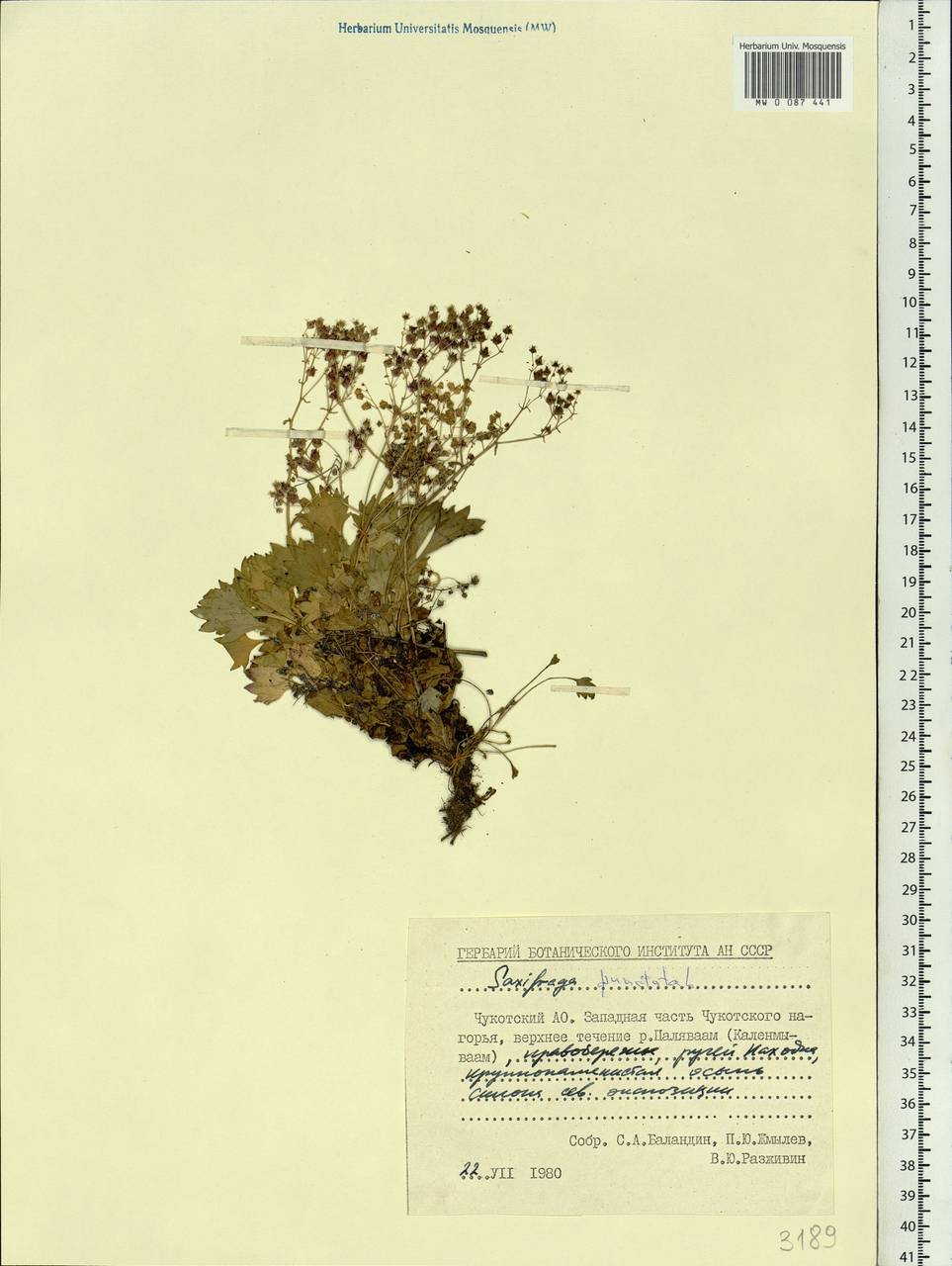 Micranthes punctata (L.) Losinsk., Siberia, Chukotka & Kamchatka (S7) (Russia)