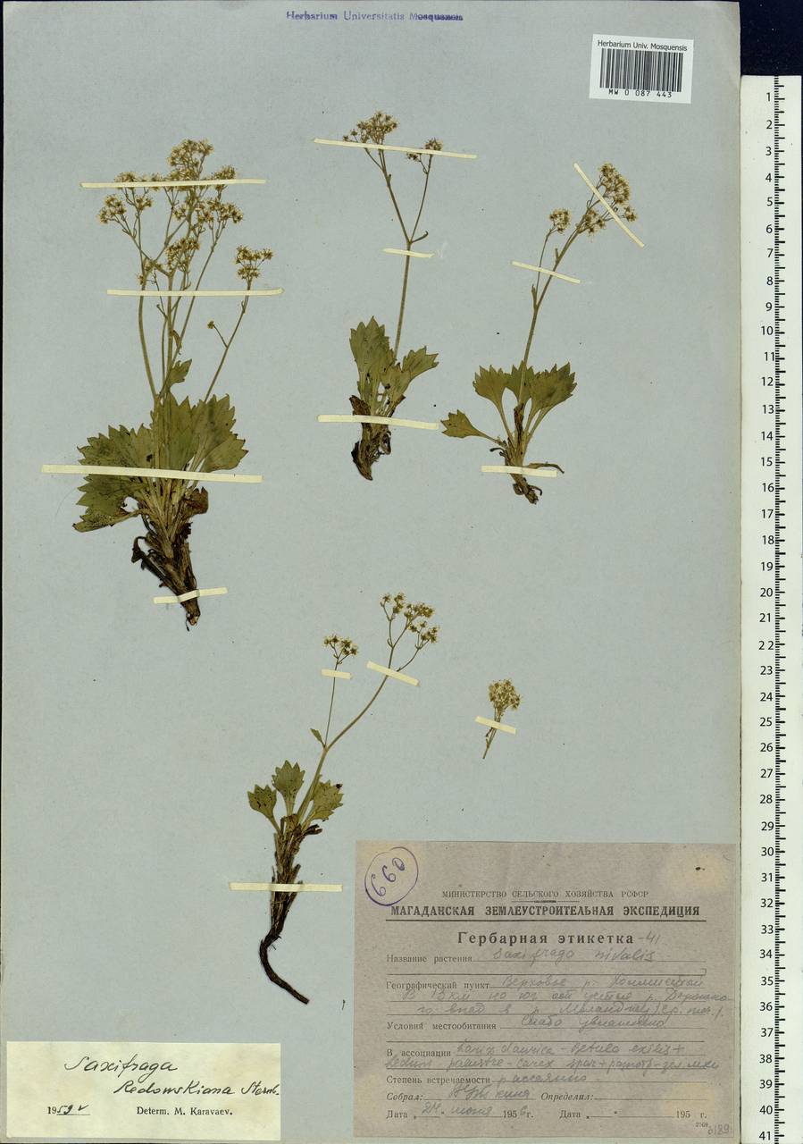 Micranthes punctata (L.) Losinsk., Siberia, Chukotka & Kamchatka (S7) (Russia)