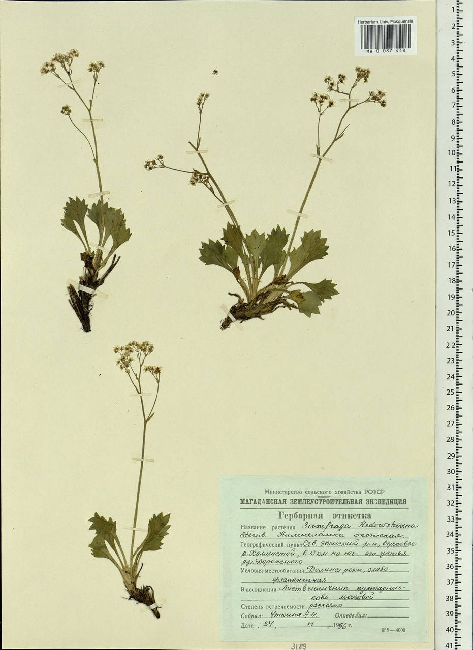 Micranthes punctata (L.) Losinsk., Siberia, Chukotka & Kamchatka (S7) (Russia)