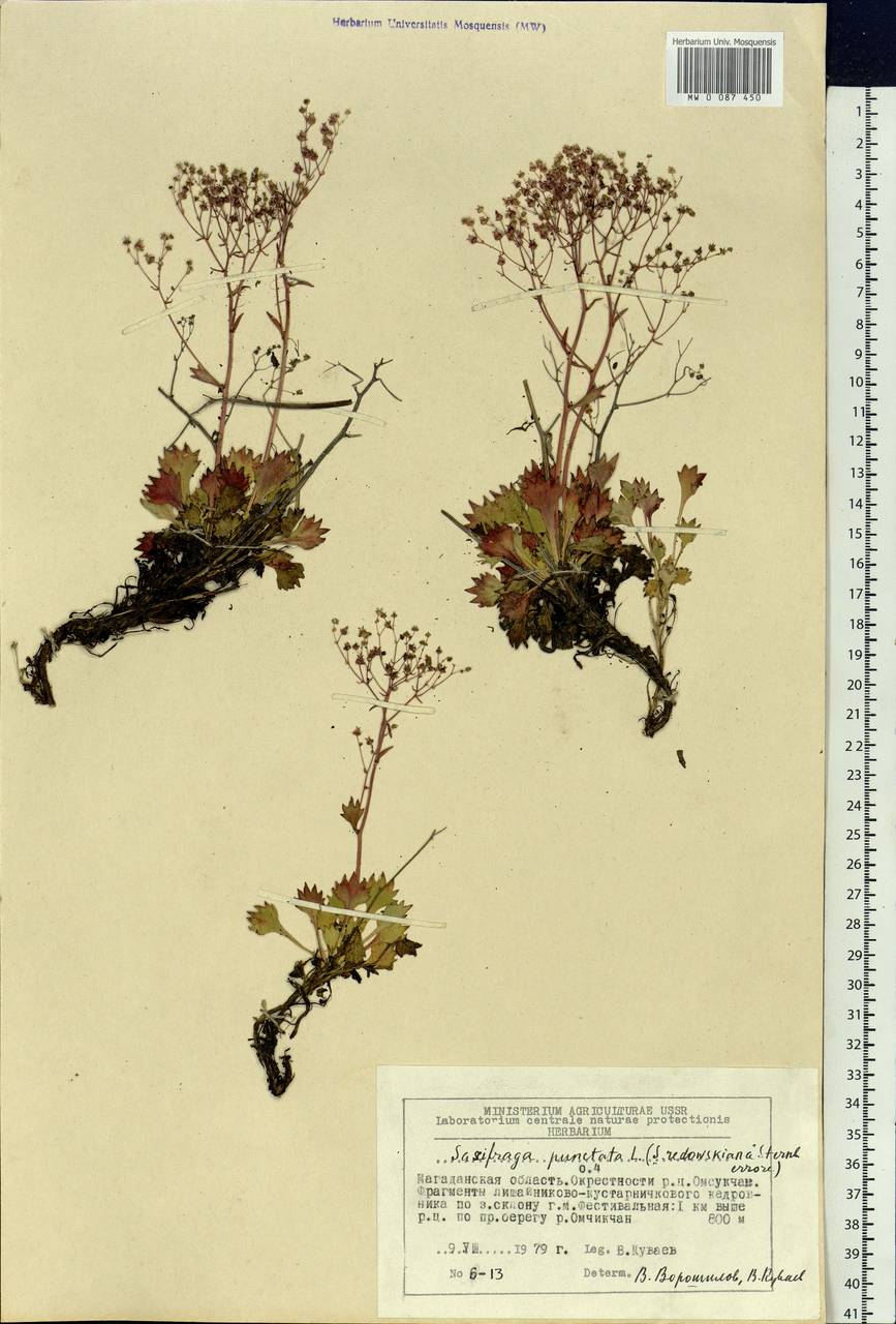 Micranthes punctata (L.) Losinsk., Siberia, Chukotka & Kamchatka (S7) (Russia)