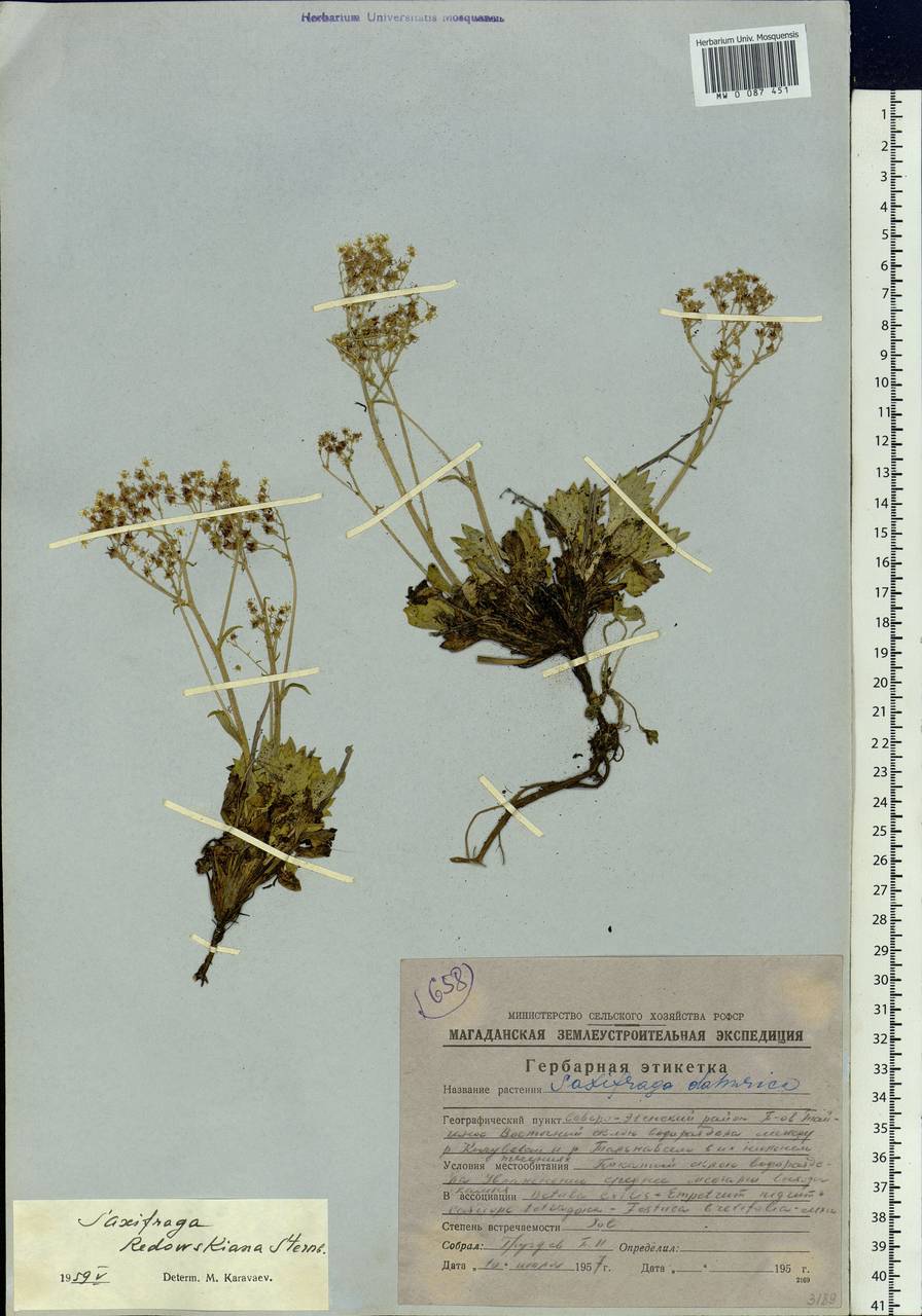 Micranthes punctata (L.) Losinsk., Siberia, Chukotka & Kamchatka (S7) (Russia)