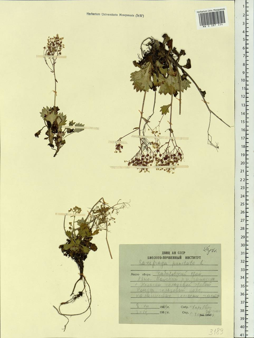 Micranthes punctata (L.) Losinsk., Siberia, Russian Far East (S6) (Russia)