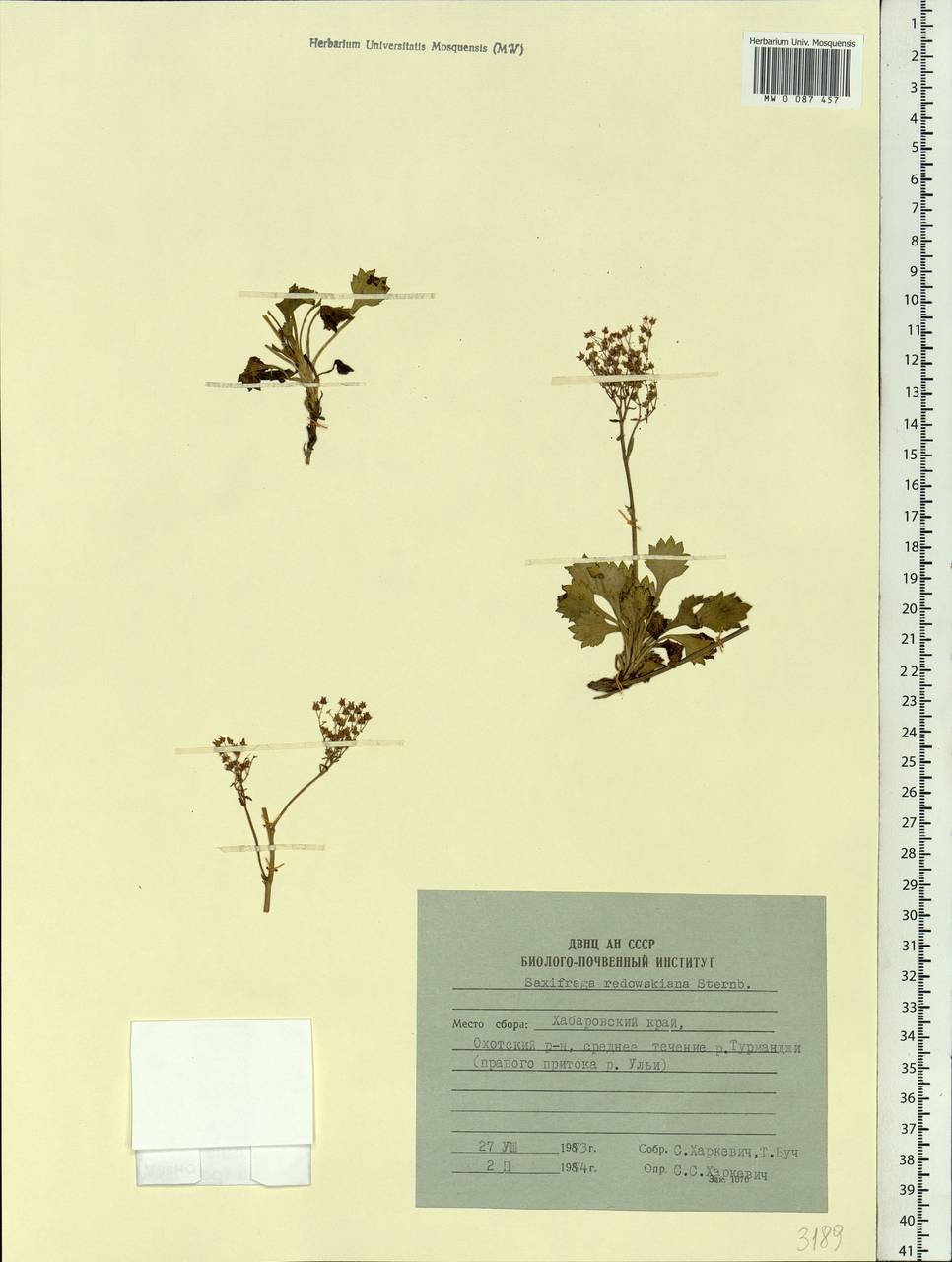 Micranthes punctata (L.) Losinsk., Siberia, Russian Far East (S6) (Russia)