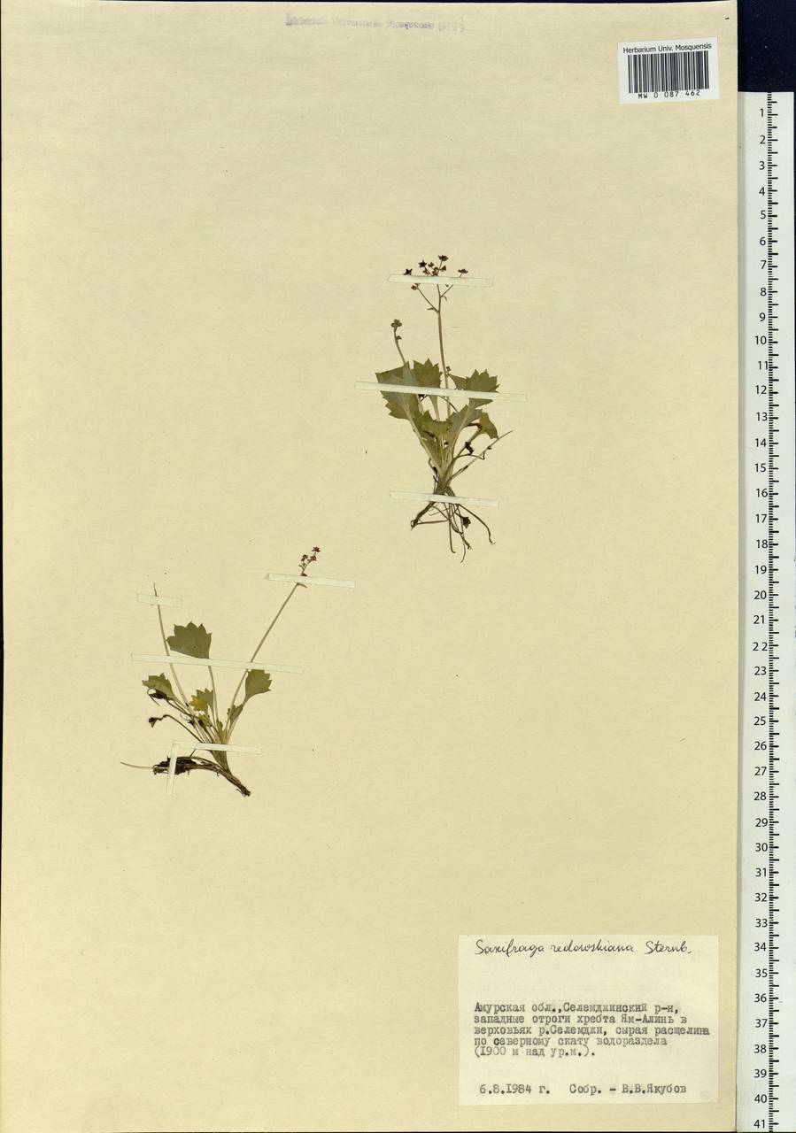 Micranthes punctata (L.) Losinsk., Siberia, Russian Far East (S6) (Russia)