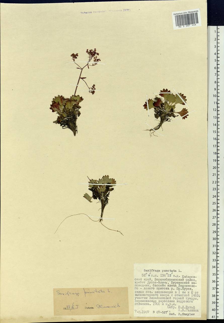 Micranthes punctata (L.) Losinsk., Siberia, Russian Far East (S6) (Russia)