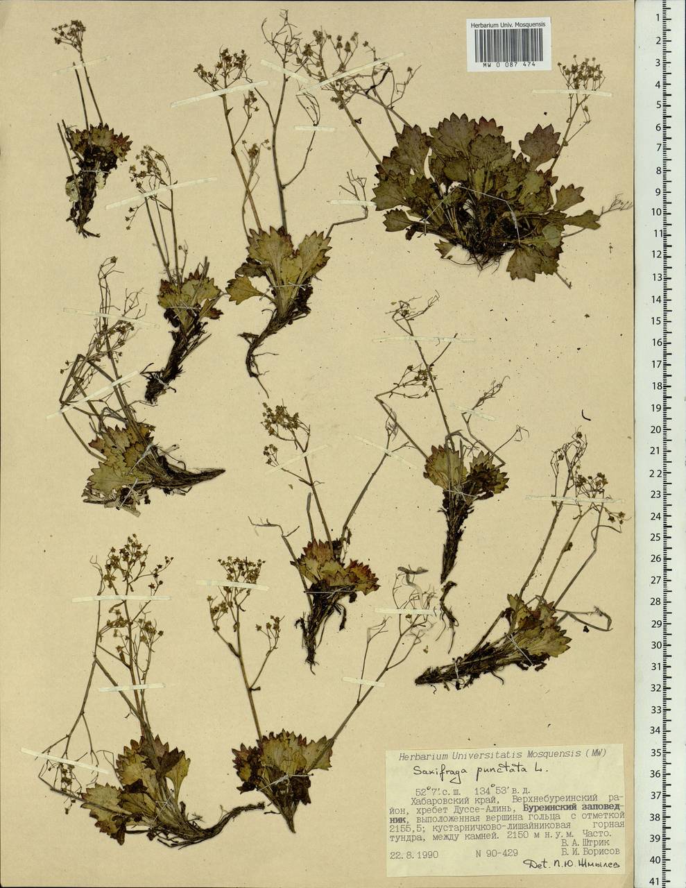 Micranthes punctata (L.) Losinsk., Siberia, Russian Far East (S6) (Russia)